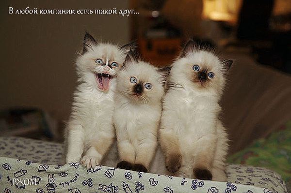 ВЕСЁЛЫЕ ДРУЗЬЯ
