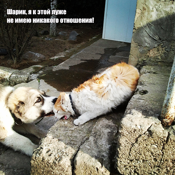 лужа