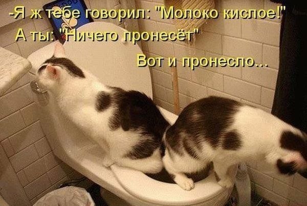 кошки прикол